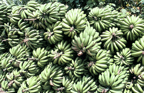 Post image for Bananas and bottlenecks: Piloting regional value chain cooperation for food security